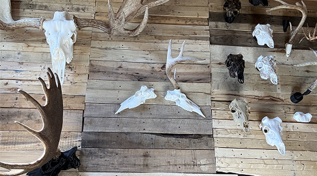 decoration-murale-valorisez-votre-trophee-chasse