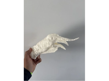 imgTeteDindinSauvage