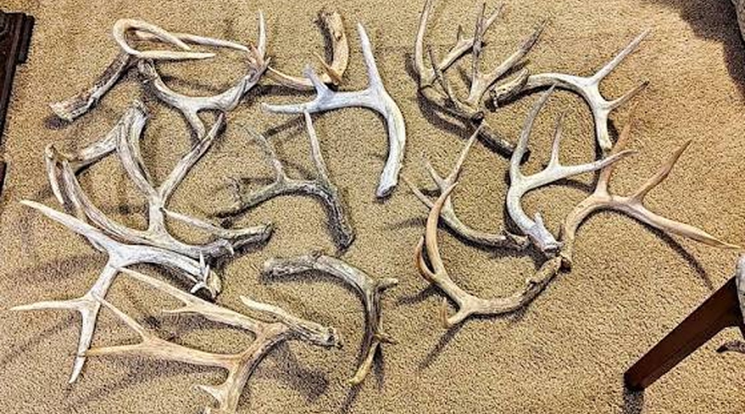 materiel-taxidermie-les-criteres-bien-choisir-ses-pieces
