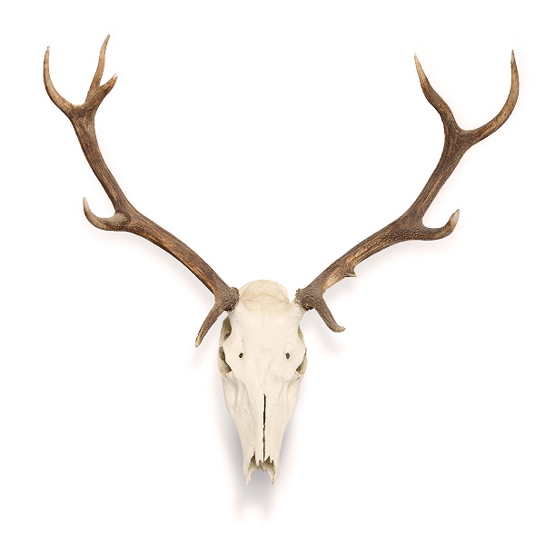 materiel-taxidermie-privilegier-compatibilite